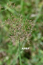 Image result for Fimbristylis complanata