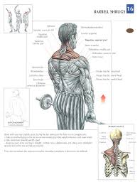The muscles of the back can be divided in three main groups according to their anatomical position and function. Pin On Biology