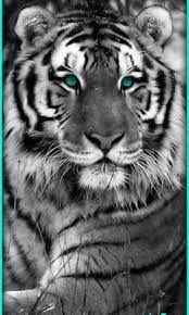Balram halwai, alias tigre blanco, sirviente, filósofo, emprendedor, asesino… durante siete noches, a la luz mortecina de un candelabro ridículo nos va a contar su historia. Descargar Black Tigre 360 Hc Para Celular Fondo Jpg Fondo De Pantalla Gotico Imagen Fondo De Pantalla Fondo Black