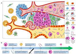 Nominations open for pdac 2022 awards. The Pancreatic Ductal Adenocarcinoma Pdac Complex Microenvironment Download Scientific Diagram