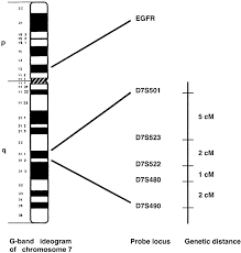 It makes some of the fluid that is part of semen. Chromosome 7 Abnormalities In Prostate Cancer Detected By Dual Color Fluorescence In Situ Hybridization Cancer Genetics And Cytogenetics