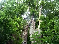 Image result for Celtis africana