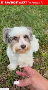 This sweet dog is lose