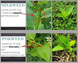 We did not find results for: How To Transplant Milkweed Growit Buildit