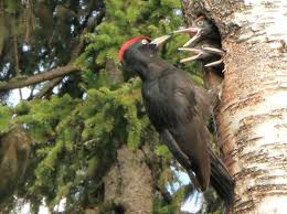 Head of molecular imaging unit, clinical research unit of the experimental imaging centre, irccs ospedale san raffaele; Il Picchio Nero E Tornato Avvistato In Due Parchi Cittadini Milanesi Corriere It