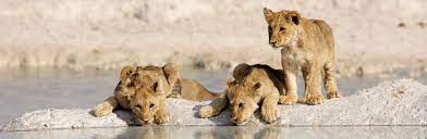 Maybe you would like to learn more about one of these? Etosha National Park