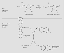 Da sie leicht oxidierbar ist, wirkt sie antioxidativ. Vitamine Springerlink