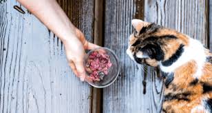 All our advice is freely accessible to everyone, wherever you are in the world. 6 Common Cat Feeding Mistakes Petcoach