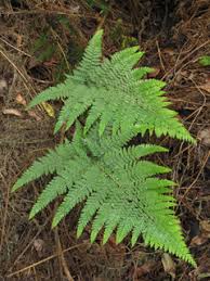 Image result for Microlepia