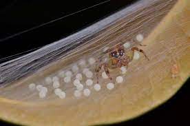 The tiny baby spiders feed on the milk droplets until they are little bigger and strong enough to suckle from the mother's epigastric furrow. Jumping Spider Care Are Jumping Spider Good Pets Exopetguides