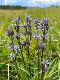 Image result for Swertia erosula