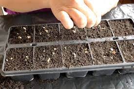 Natürlich gibt es auch tomaten bei lubera: Tomaten Auf Der Fensterbank Richtig Aussaen Und Anziehen