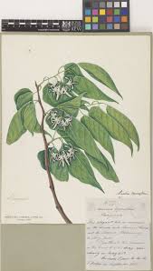 Image result for Alangium chinense