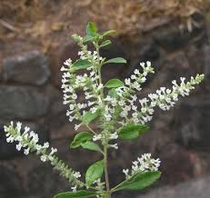 Image result for Aloysia