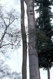 Image result for Nesogordonia