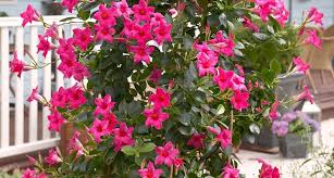 Image result for dipladenie suaveolens obrázek