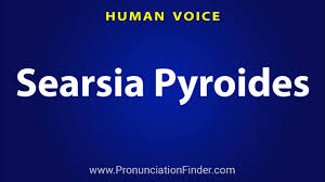 Image result for Searsia pyroides