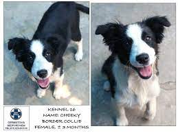 Collie Club Of South Africa Posts Facebook