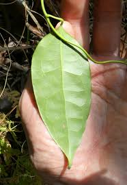 Image result for Tiliacora funifera