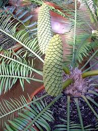 Image result for Encephalartos umbeluziensis