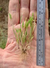 Image result for Koeleria