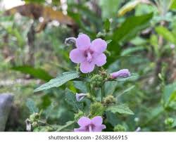 Image result for Urena