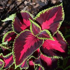Image result for Coleus maculosus