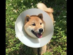 Learn about these popular dog breeds from china, including breed information, history, care, and more. Pet Neutering Subsidy Available At 16 Veterinary Hospitals In Taipei Taiwan News 2018 11 22 16 12 00