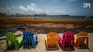 Green' Energy, Plant Food From Florida'S Stinky Seaweed? Ideas Will Be Put  To Test | Wusf