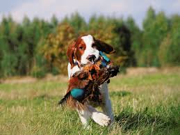 Image result for irský červenobílý setr