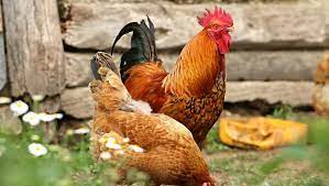 Elle beugle, meugle ou mugit ! Chant Du Coq Bruit Des Tracteurs Odeurs Des Algues La Loi Va Enfin Les Proteger Ladepeche Fr