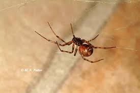 Widow spiders are found in brown and tan versions. Eliminating Spiders Around Homes And Buildings Entomology