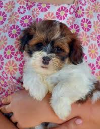 Teacup shih tzu puppies for sale in pennsylvania, pa. Shih Tzu Puppies For Sale In Pa Lancaster Puppies