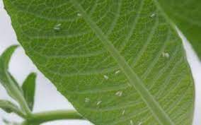 Si les premiers signes de maladie apparaissent, il est possible d'intervenir avec des pratiques culturales correctives. Maladie Des Plantes Plante D Interieur Et D Exterieur Gamm Vert
