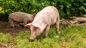 Image result for pig