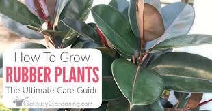 Maybe you would like to learn more about one of these? How To Care For Rubber Plants The Ultimate Guide Get Busy Gardening