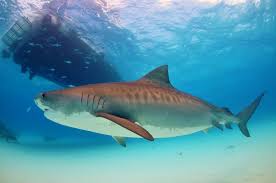 Tiger sharks have an enormous appetite and can eat almost anything they find in their path. Fossilguy Com Tiger Shark Facts And Information Galeocerdo Cuvier And Fossil Species