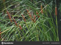 Image result for Typhaceae