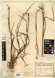 Image result for Anadelphia