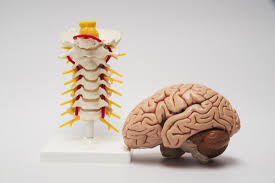 When the central nervous system becomes damaged or peripheral. Central Nervous System Structure Function And Diseases