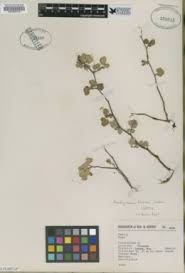 Image result for Aeschynomene baumii