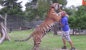 The numerical data is less enlightening then the visual. In Case You Ve Ever Wondered How Big A Siberian Tiger Is Album On Imgur