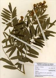 Image result for Tephrosia vogelii