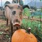 Halloween Tales & Tails at the Sanctuary! 4-5:30 event image