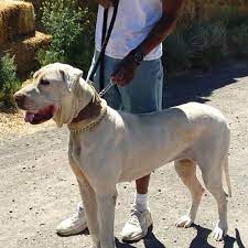 Bullykutta is a magnificent breed which is very integellent and loyal family dog high imm. Bully Kutta The Beast From The East Animalso