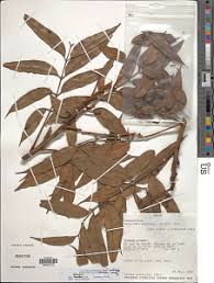 Image result for Pachylobus osika