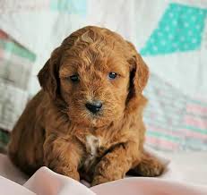 We are a very small breeder of the best english mini goldendoodles and small standard goldendoodles in ohio. English Cream And Goldendoodle Puppies Ohio Farmland Kennels