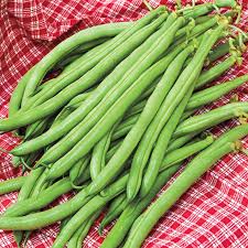 Hans.) is one of the most prevalent soilborne bean diseases in michigan, sometimes as part of a complex with rhizoctonia solani and pythium spp. Accelerate Bush Bean Gurney S Seed Nursery Co