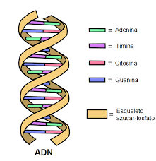 Your abbreviation search returned 37 meanings. Conoces El Adn Que Es Para Que Sirve Saluteca