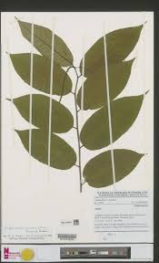 Image result for Sclerocroton cornutus